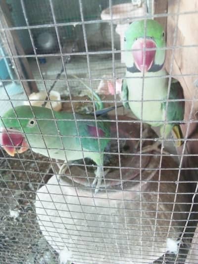Raw parrot for urgent sale My WhatsApp Number 0326=7544=942