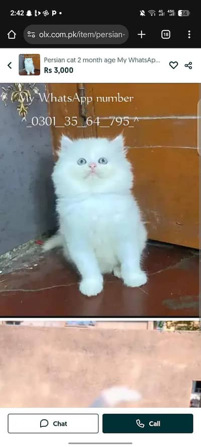 Persian cat 2month age vaccinated My WhatsApp number 0323.88. 11.932