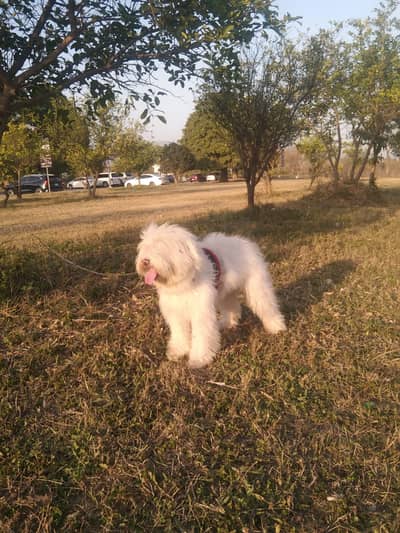 Registered Pure White Male Poodle – Gorgeous, Trained, and Fully Vacc