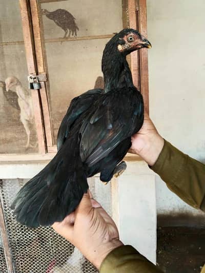 Mushki path high quality 03074968775