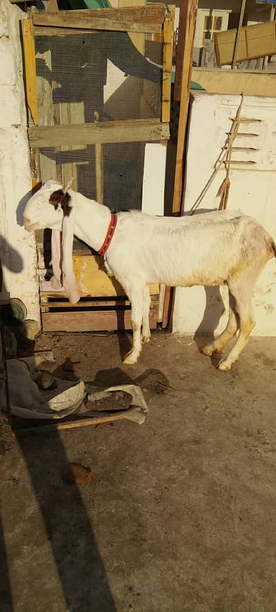 Gulabi bakri for sale