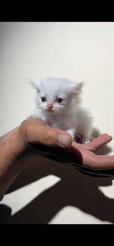 Parisan Kitten with blue Snake Eyes.