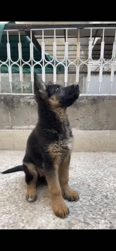 German Shepherd Puppy Female