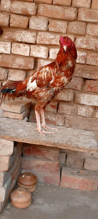 asli aur nasli aseel kukkar