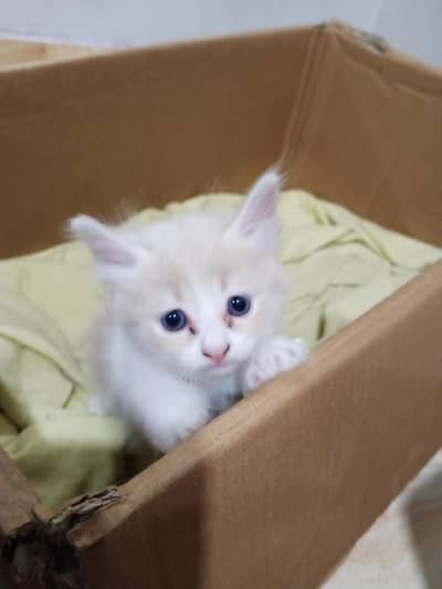 Selling Persian kittens