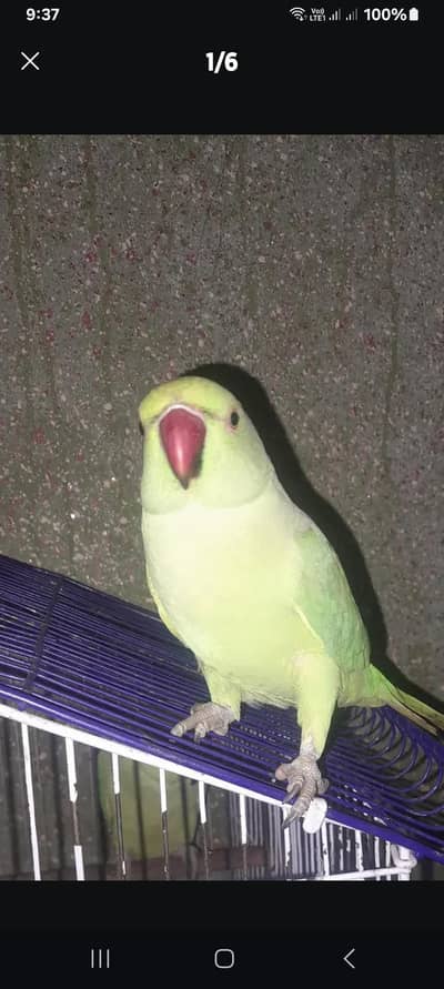 Parrot pair with cage