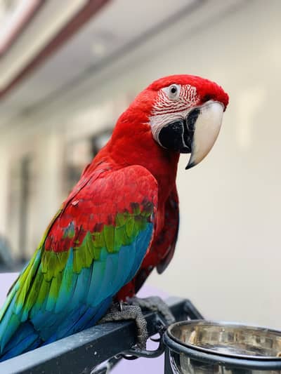 Greenwing Macaw Male.