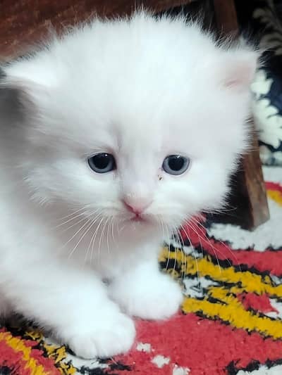 Pure Persian kittens