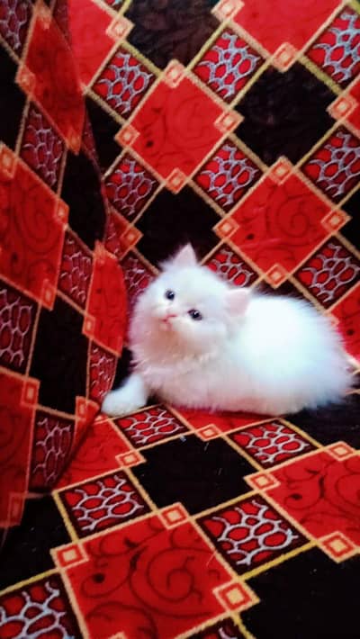 persian kittens for sale My WhatsApp Number 0331*7012*635