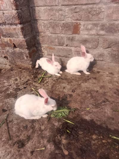 4 pair Rabbits 4 male 4 female 3 months age