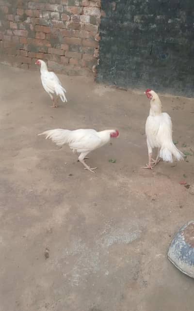 Heera males available 10000 per piece