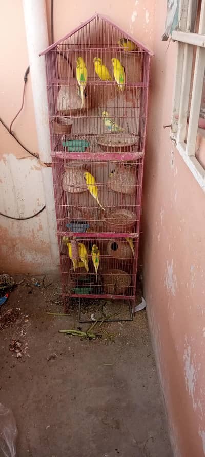 budgies for sale
