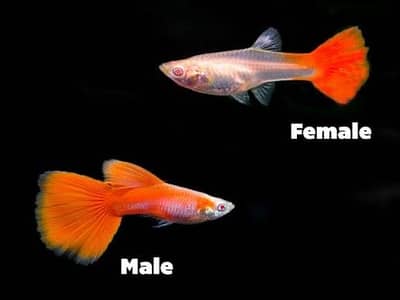 Fancy Guppy albino red guppy tuxido guppy dukbo ear guppy