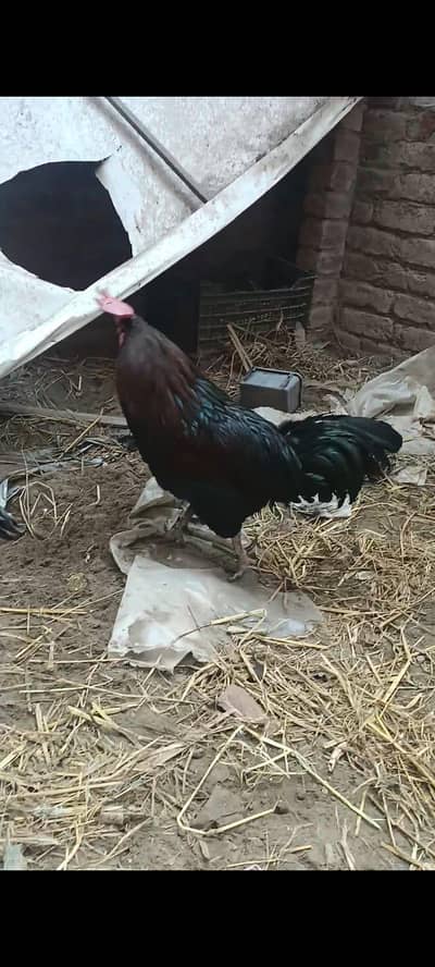 healthy active golden misri hen available