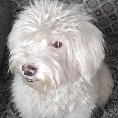 Registered Pure White Male Poodle – Gorgeous, Trained, and Fully Vacc