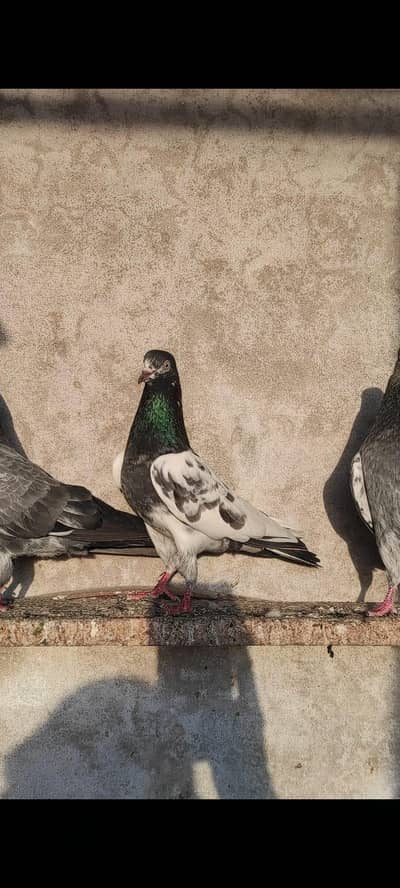pigeons darba for sale