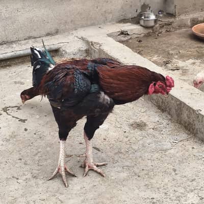 mianwali aseel for sale