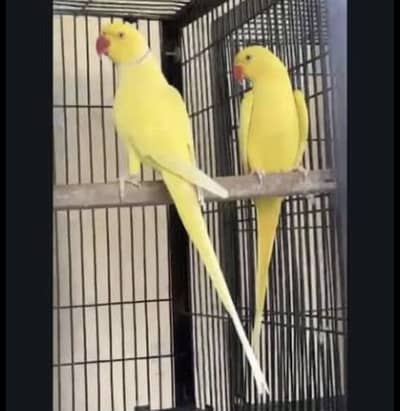 Yellow ringneck pair