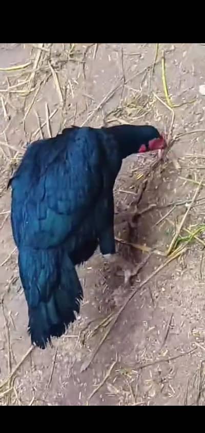 mushki madi high quality 0314/33/66/188