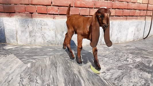 Beetal Nagra Quality Male Goat kid for sale
