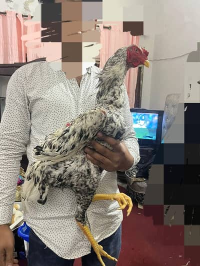 vet + shamo patha for sale