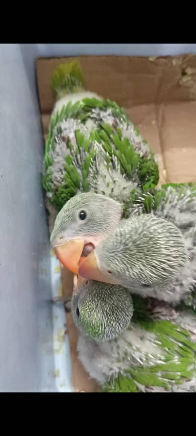 red wings 03124381493 whatsap video