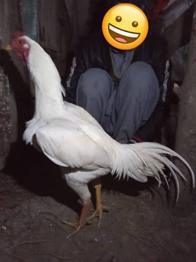 aseel murgha aur  aseel Heera murgha