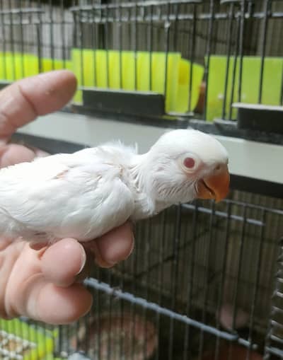Hand Tam chicks + Parblue male & Creamino female