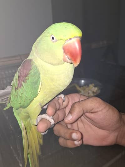 raw parrot halthty