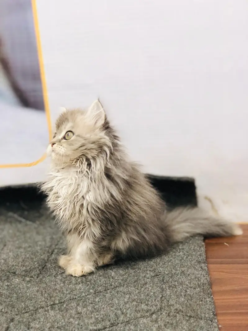 parshion punch face 3rd coat kitten cat male female — photo 11