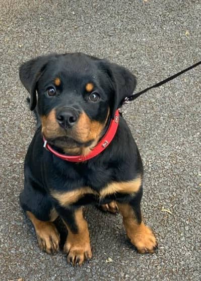 rottweiler female puppy for sale