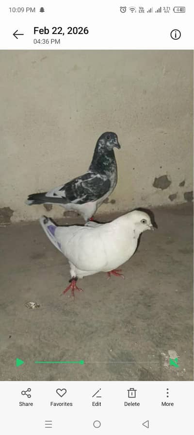 Gashi Kabootar For Sale