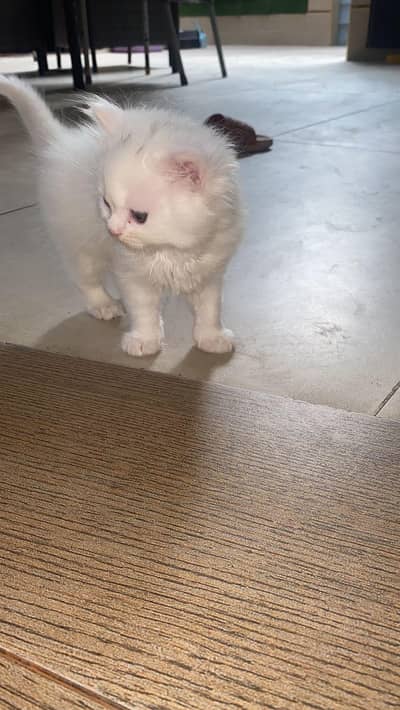 gray eyes pouch face 03258045854 watsapp