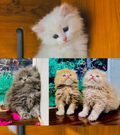 parshion punch face 3rd coat kitten cat male female