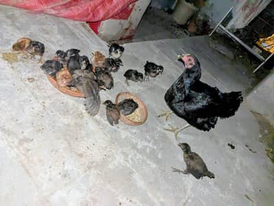 Aseel Lasani chicks and Australorp+Misri cross