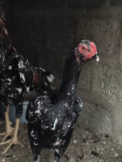 Oshamu felmale for sale + eggs ustralorp+Misri cross chicks available