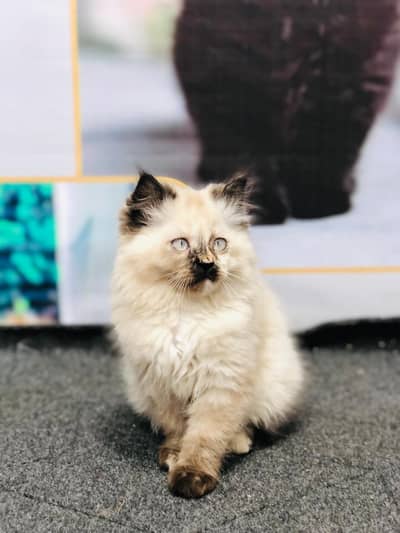 parshion punch face 3rd coat kitten cat male female