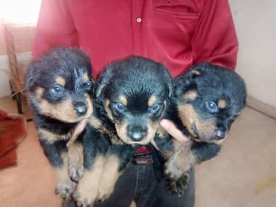 Rottwellers Puppies