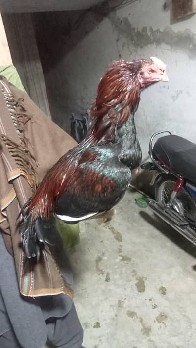 aseel patha for sale in rawalpindi