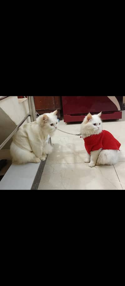 triple coated pair male odd eyes and female hazel eyes