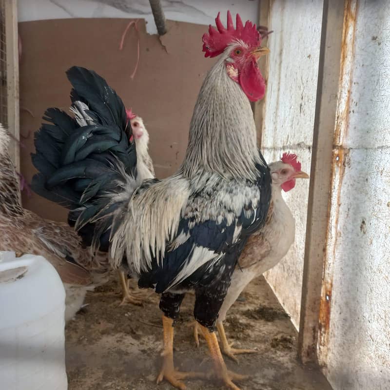 مسری دنداروی برییذ 1