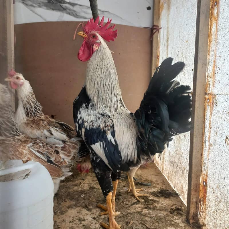 مسری دنداروی برییذ 2