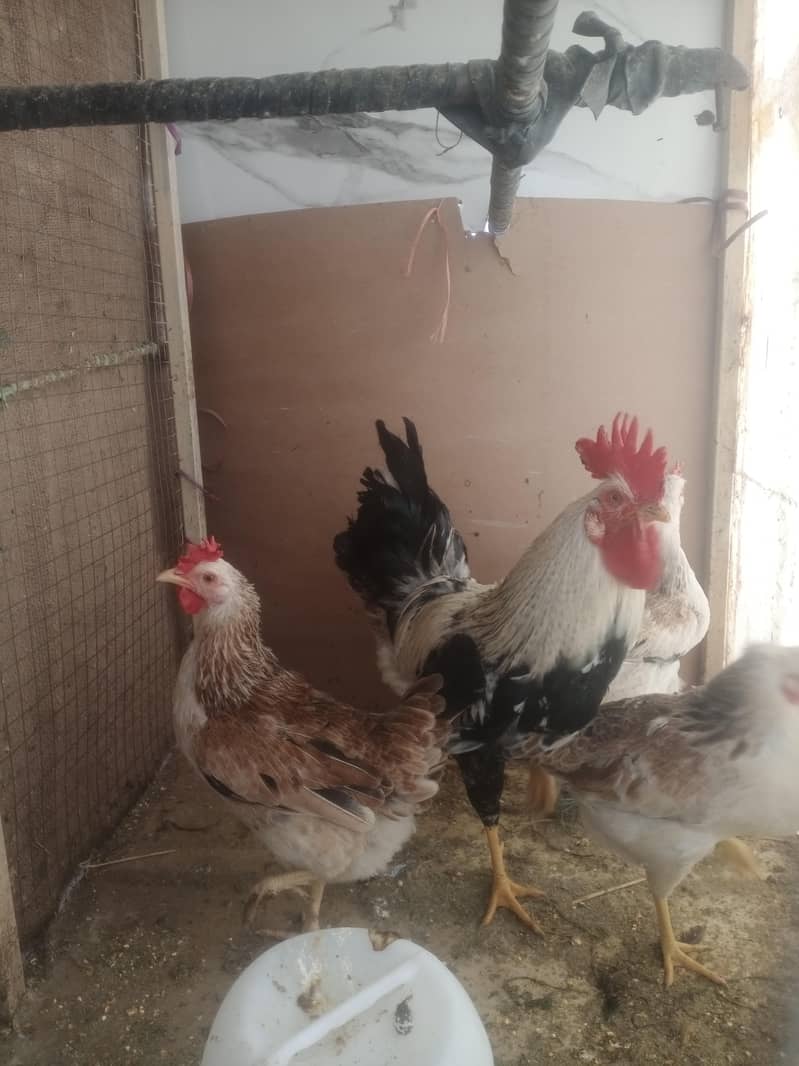 مسری دنداروی برییذ 3