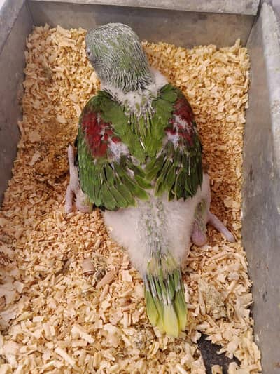 Kashmiri Raw Chick Male