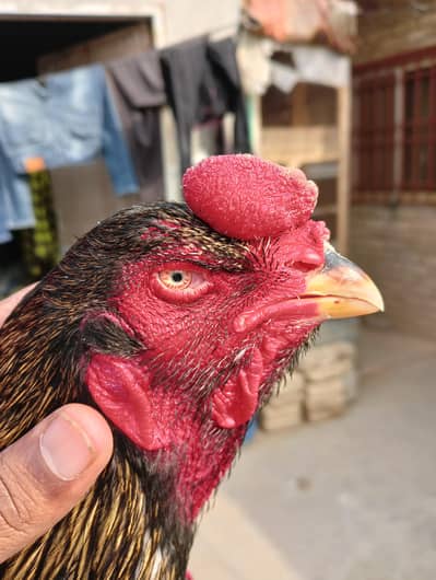 lasaani murga for sale