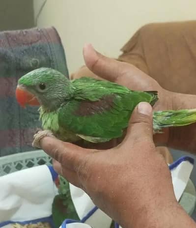 Kashmiri Raw Chick Male Hand Feed