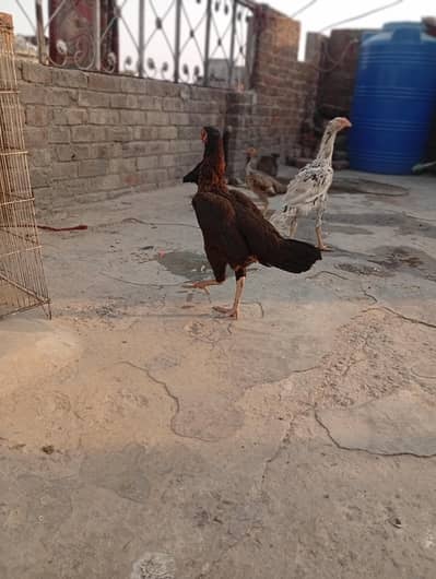 Sindhi pathi for sale long hight