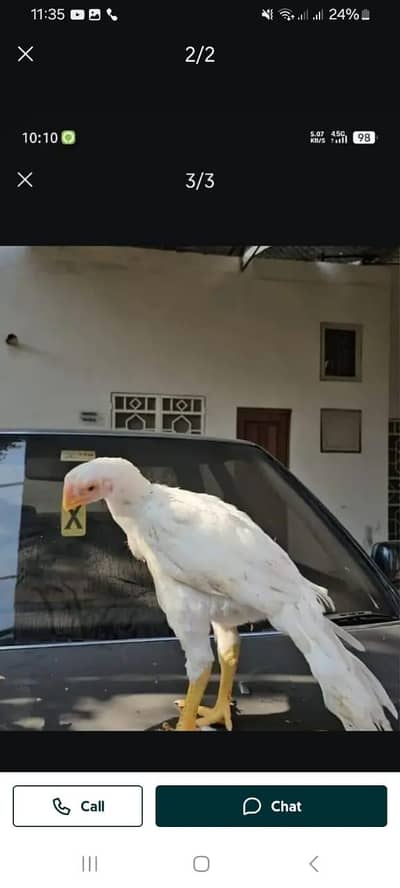 arrot big murga age 3 month for sale 03468444939