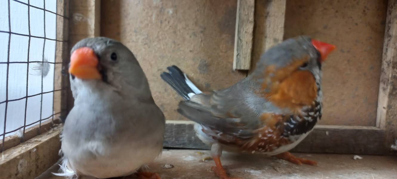 half orange finches & white java 0