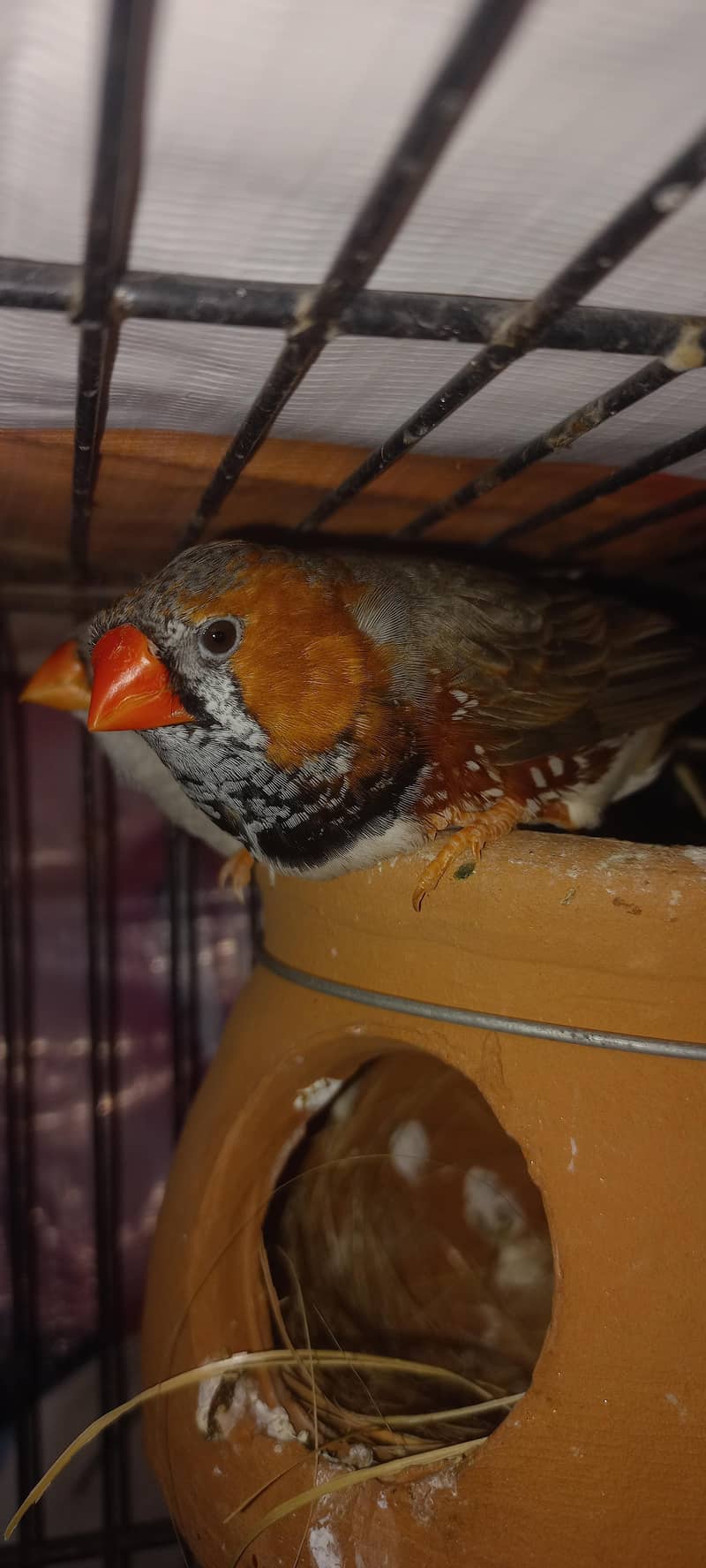 half orange finches & white java 1